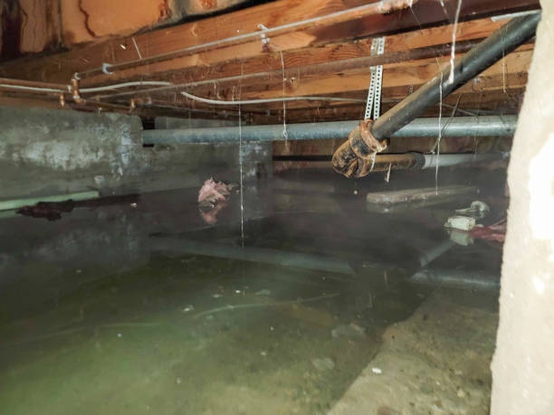Best Mold removal after water damage  in Bristol, CT
